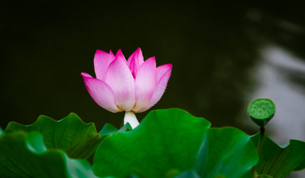 特写的粉红色盛开的莲花孤立图片下载