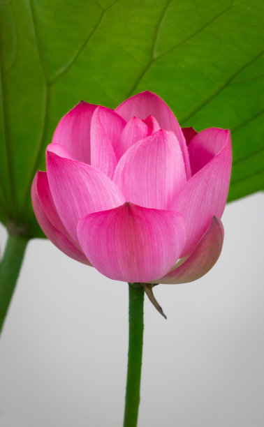 特写的粉红色盛开的莲花孤立图片下载