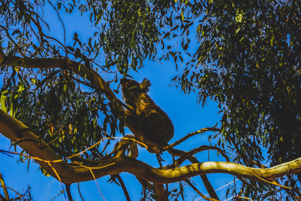 一只考拉在野外的树上。图片下载