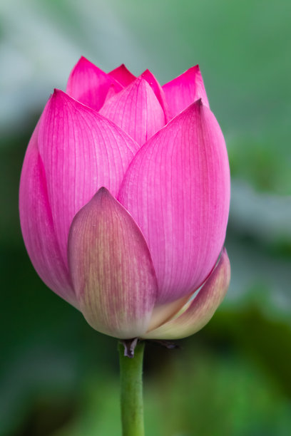 特写的粉红色盛开的莲花孤立图片下载