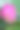 特写的粉红色盛开的莲花孤立图片下载