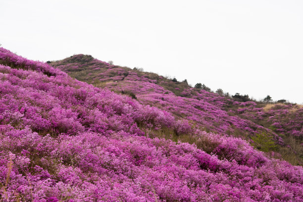 图为，在丽水灵芝山山顶盛开的红色杜鹃花图片下载