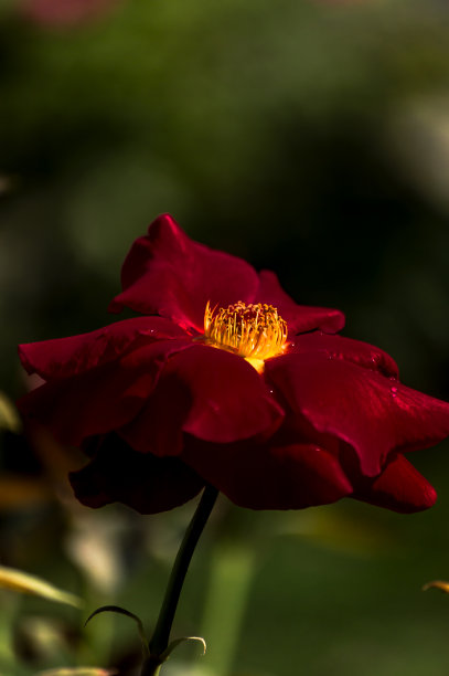花卉及植物图片下载