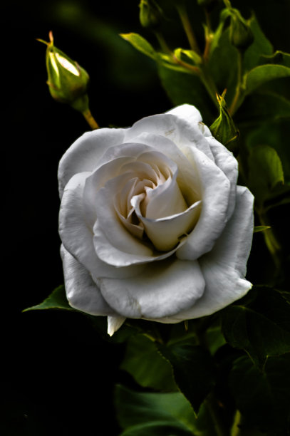 花卉及植物图片下载