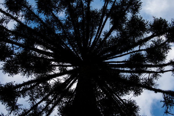 南洋杉的剪影图片下载