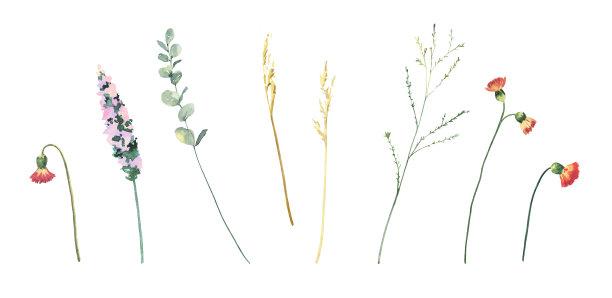 水彩手绘野外野生树枝和花朵。图片下载