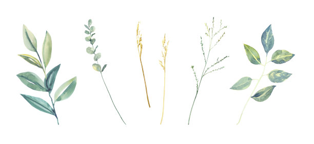 水彩手绘野外野生树枝和花朵。图片下载