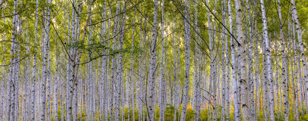 江原道仁济郡白桦林的秋景图片下载