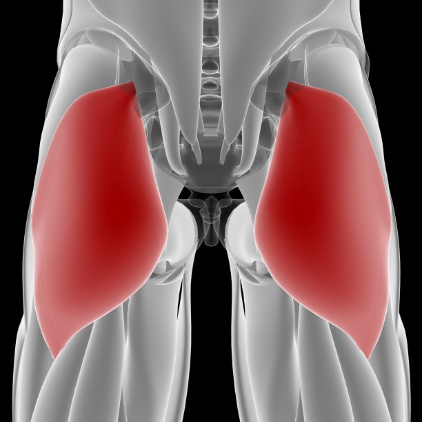 人体肌肉系统腿部肌肉臀大肌解剖图片下载