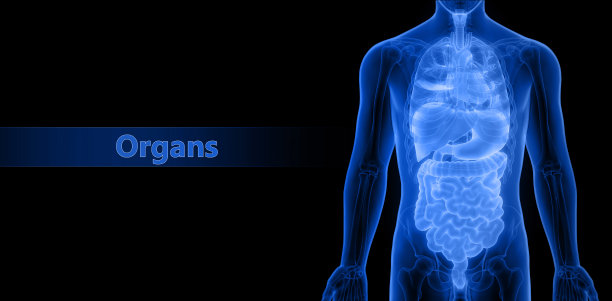 人体内脏解剖学图片下载