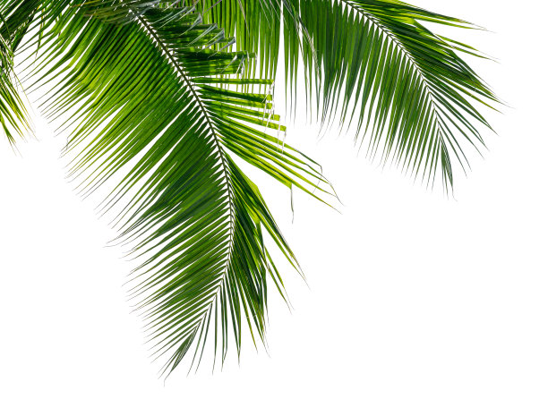 椰子棕榈叶在白色的背景图片下载