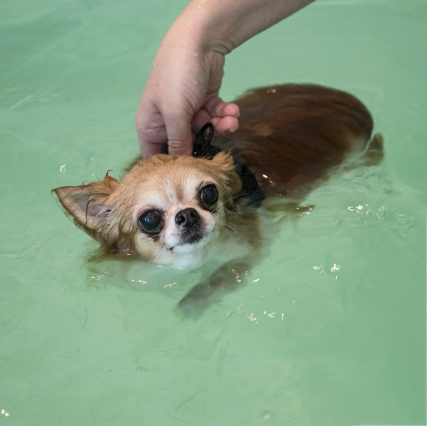 吉娃娃和水疗图片下载