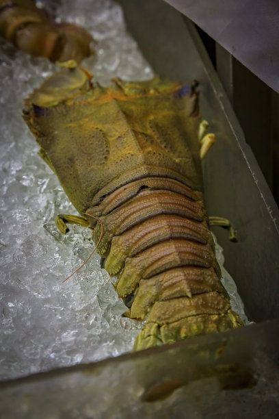 新加坡摊贩的冰柜上陈列的东方大龙虾或小龙虾图片下载