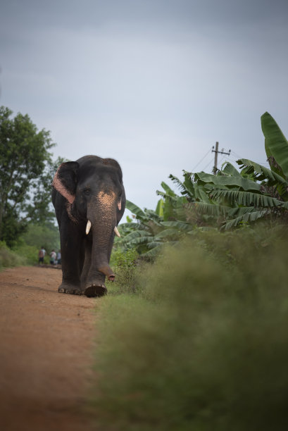 野象-印度乡村图片下载