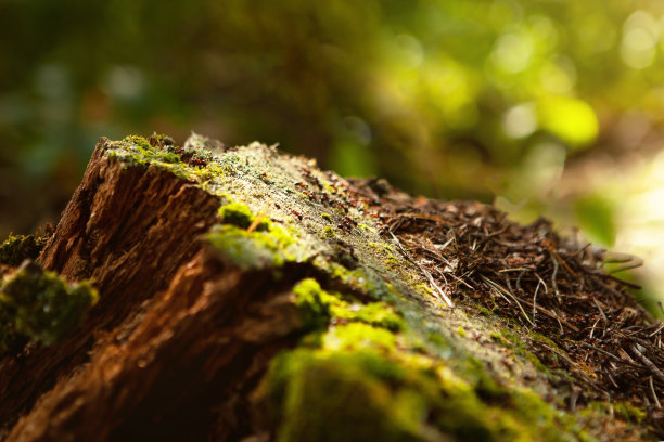 在森林里的一个老树桩上，一个布满苔藓的蚁丘斜立在一个树桩上，被太阳照亮。可以作为展示产品的自然背景。复制的地方。图片下载