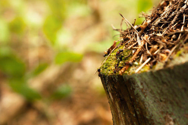 在森林里的一个老树桩上，一个布满苔藓的蚁丘斜立在一个树桩上，被太阳照亮。可以作为展示产品的自然背景。复制的地方。图片下载
