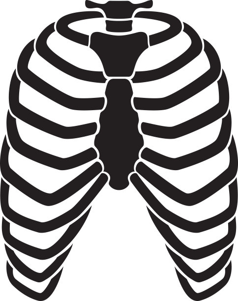 人体胸廓骨骼图片下载
