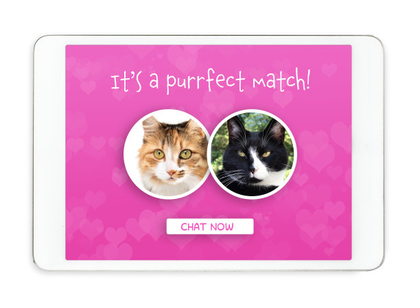 猫的网上约会网站截图或平板电脑的应用程序屏幕。图片下载