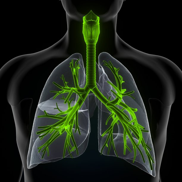 三维人体呼吸系统肺解剖图图片下载