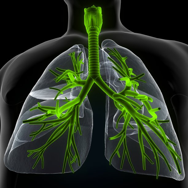 三维人体呼吸系统肺解剖图图片下载