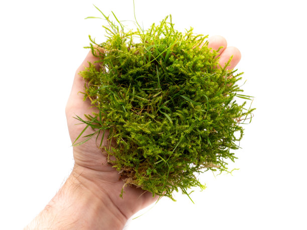 手与苔藓孤立在白色背景上图片下载