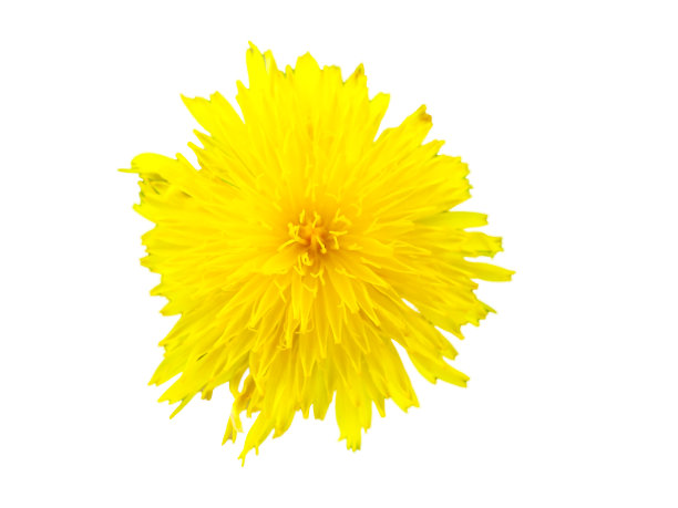 春天概念，花旗，装饰礼品卡。图片下载