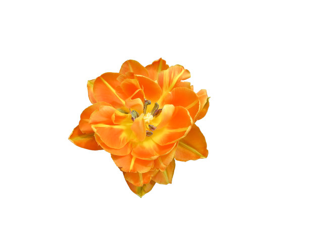 切开郁金香头。礼品卡点缀图片下载