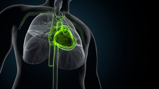 人体心脏解剖图解。图片下载