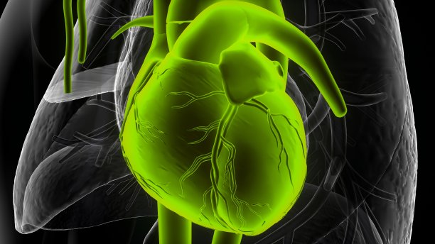 人体心脏解剖图解。图片下载