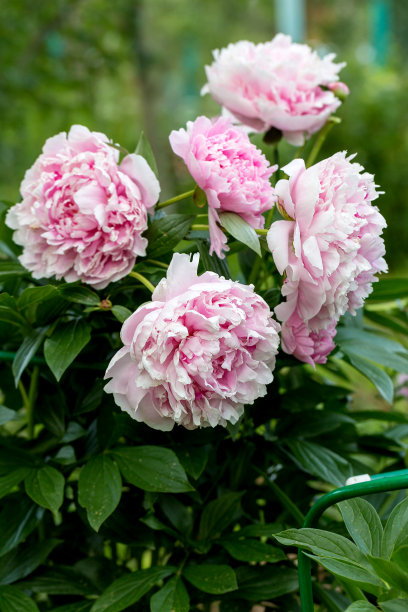 夏天的花园里盛开着萨拉·伯恩哈特的芍药花图片下载