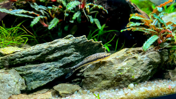 水族箱中的亲和性耳炎图片下载