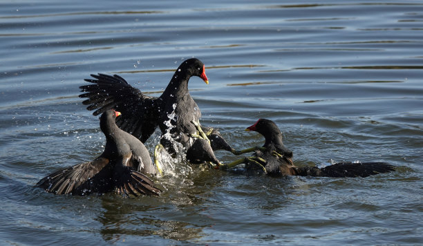 在一个阳光明媚的日子里，三只松鸡在湖里打架。图片下载