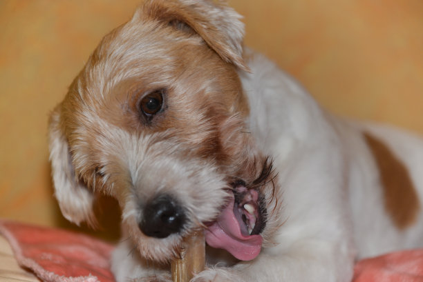 可爱有趣的小狗躺在沙发上啃着狗骨头。家里的内饰是一只毛茸茸的杰克罗素犬的肖像图片下载