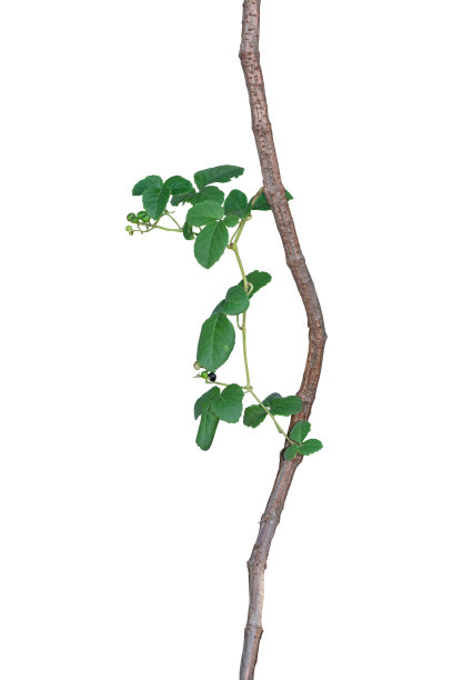 他来了图片下载