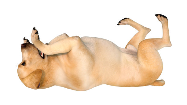 3D渲染拉布拉多犬在白色图片下载