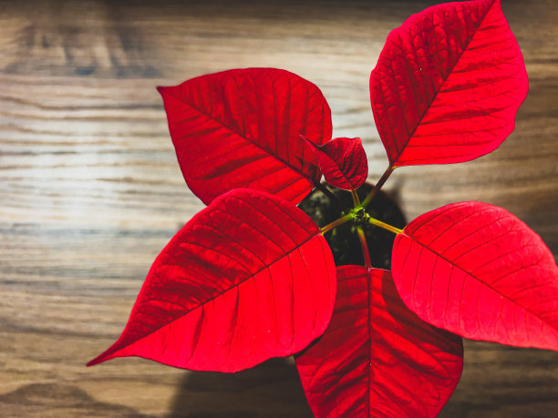 木制的桌子上放着一株漂亮的红色室内植物。图片下载