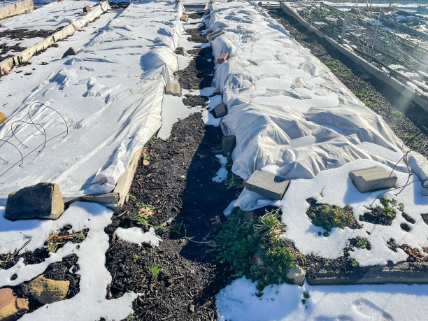 一个阳光明媚的日子，在美国德克萨斯州达拉斯附近的社区花园，有机凸起的床上有浮排覆盖和积雪融化图片下载