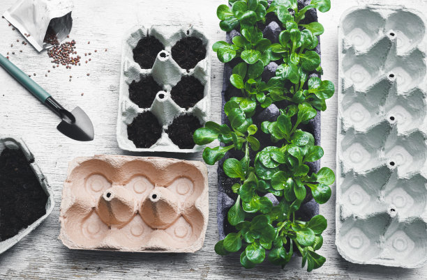 种子发芽用的蛋盒图片下载