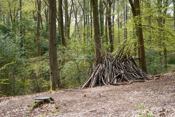 在森林里用原木建造的小屋图片下载