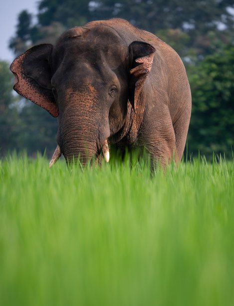 野生大象,印度图片下载