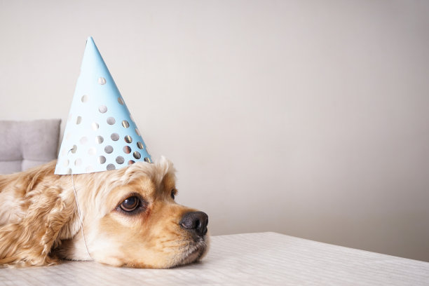 美国可卡犬坐在一张桌子旁，这里有文字空间。狗的生日。图片下载