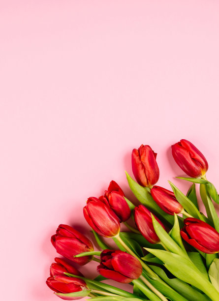 粉红色背景下的红色郁金香的浓郁花束。美丽的节日名片或证书祝贺文本与副本空间。你好,春天。2月14日情人节快乐。三八妇女节图片下载