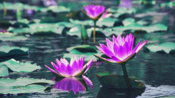 荷花睡莲盛开在水面上图片下载