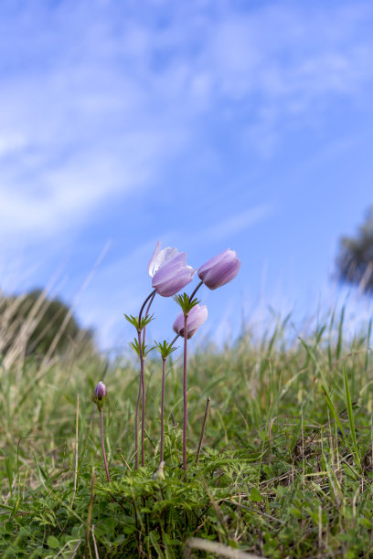 春天的海葵(银莲花冠状花序)生长在一个草地上的特写镜头图片下载