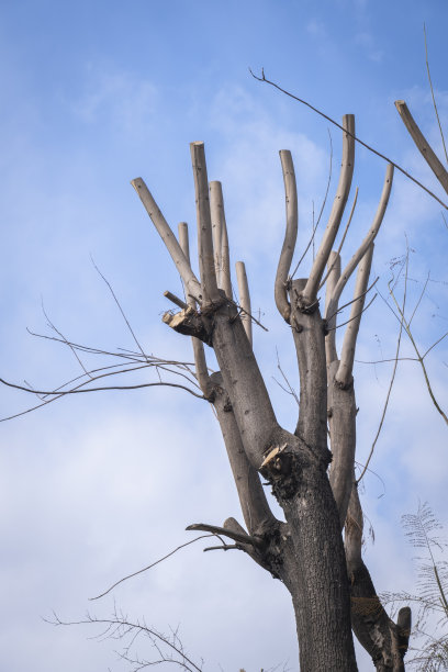 公园里修剪过的桑树。修剪成形的。图片下载