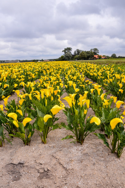 马蹄莲园大田栽培图片下载