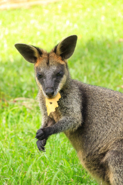近距离照片的乔伊沼泽小袋鼠。看着镜头，嘴里叼着一片棕色的叶子。双手交叉。大耳朵。站在长长的绿草地上。澳大利亚昆士兰黄金海岸图片下载
