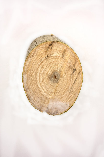 砍树的年轮。树桩下的雪孤立在白色图片下载