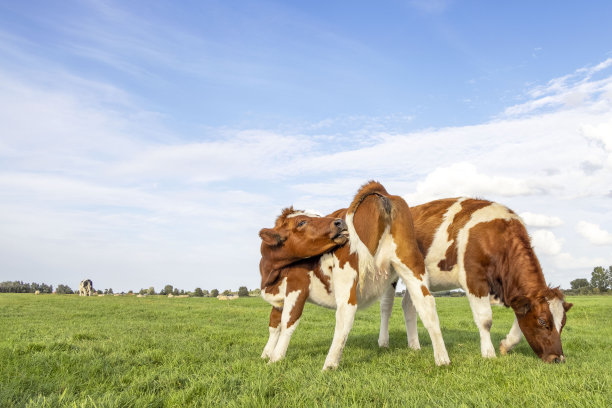 两只小牛，痒痒地舔着后背，小乳房，平静地吃着草，站在蓝天下的牧场上图片下载