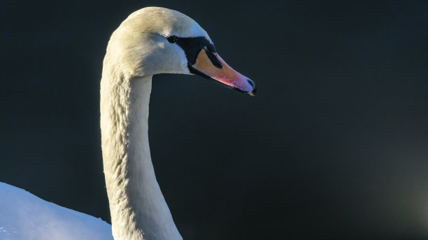 白天鹅的肖像。冬天河里的橙嘴白天鹅。野生美丽的背景。空间的文本。图片下载